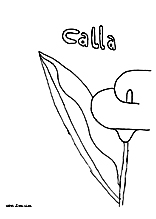 Calla