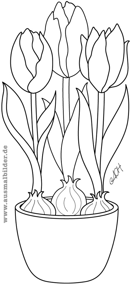 ausmalbilder tulpen