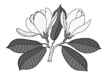 Magnolienzweig