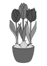 Tulpen