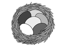 Fünf Eier im Nest